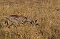 184 Okavango Delta, jakhals